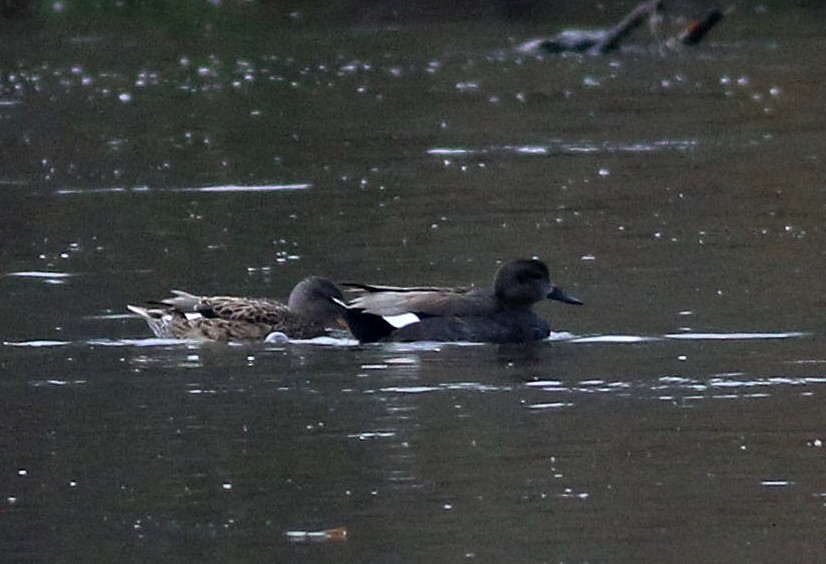 Серая утка - ML647120634