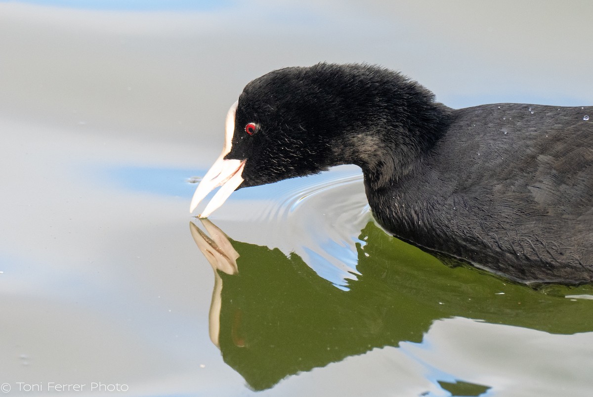 Blässhuhn - ML647120636