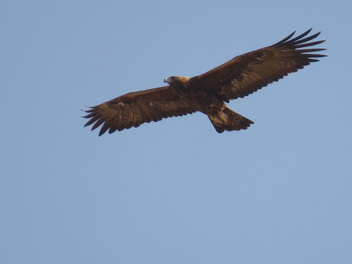 Golden Eagle - ML647120644