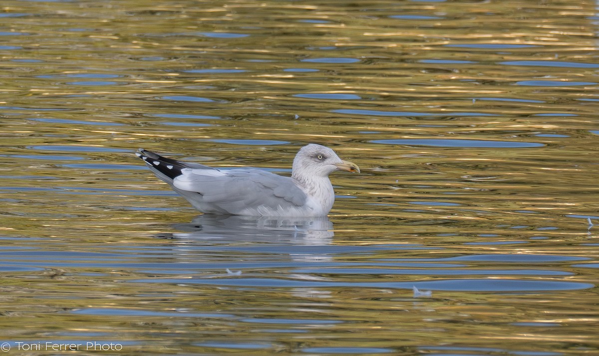 Silbermöwe - ML647120646