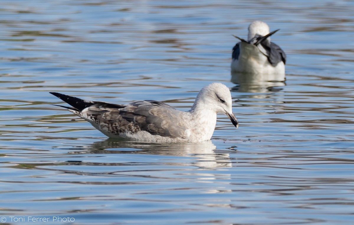 Mittelmeermöwe - ML647120652