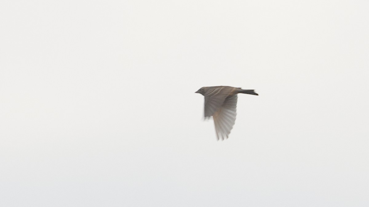 Жайворонок тибетський - ML647120653