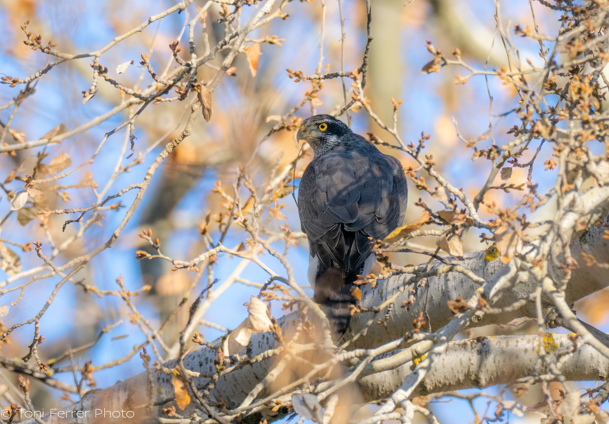 Habicht - ML647120654