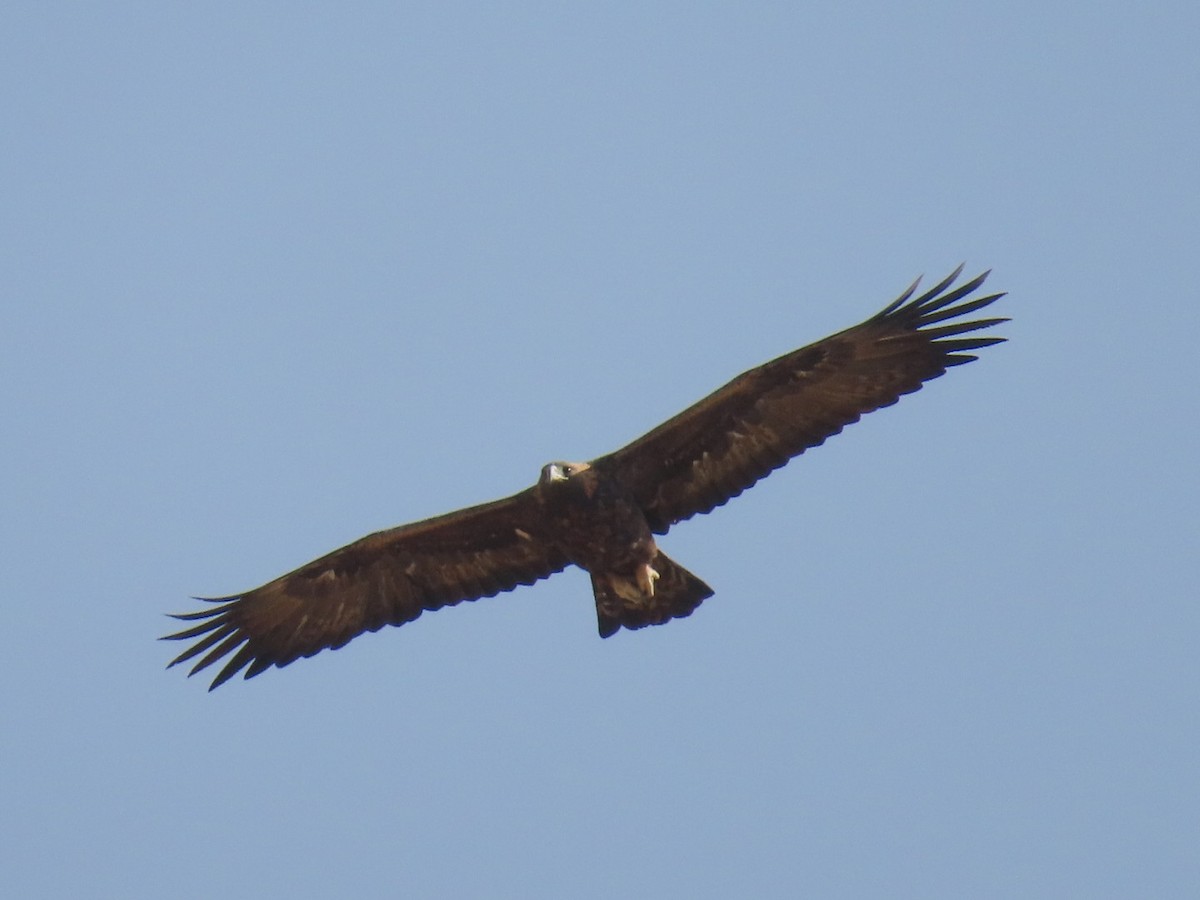 Golden Eagle - ML647120656
