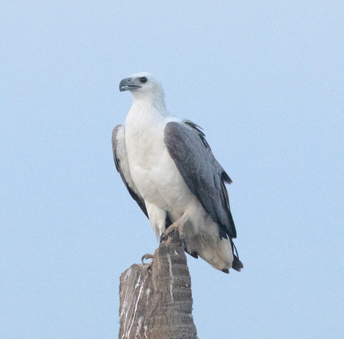 Pigargo Oriental - ML647120658