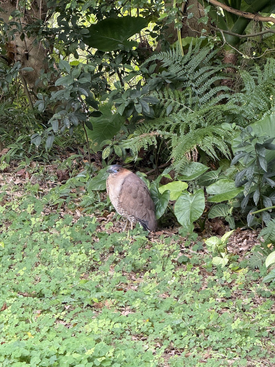 Malay Gece Balıkçılı - ML647120659