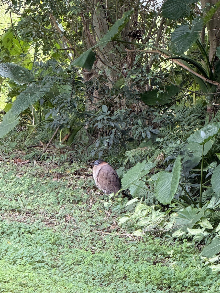 Malay Gece Balıkçılı - ML647120660