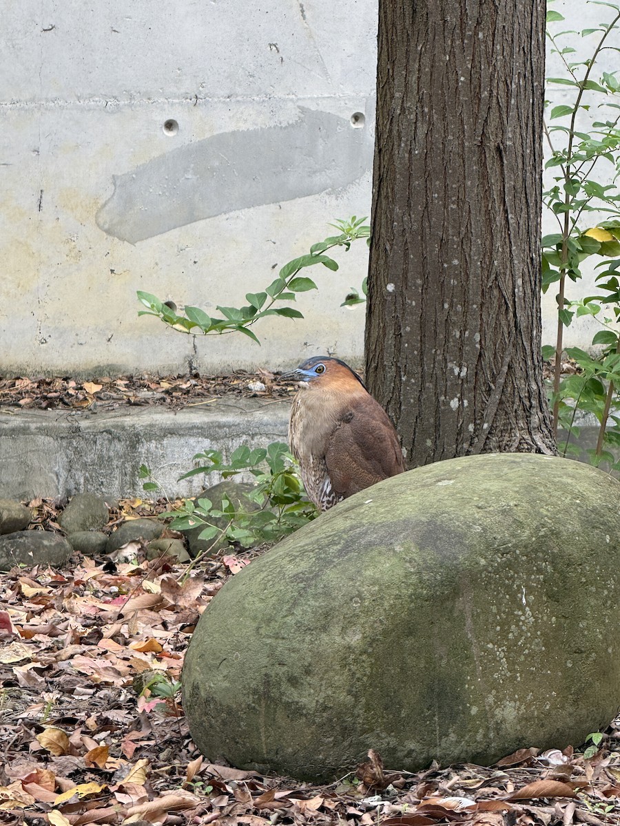 Malay Gece Balıkçılı - ML647120661