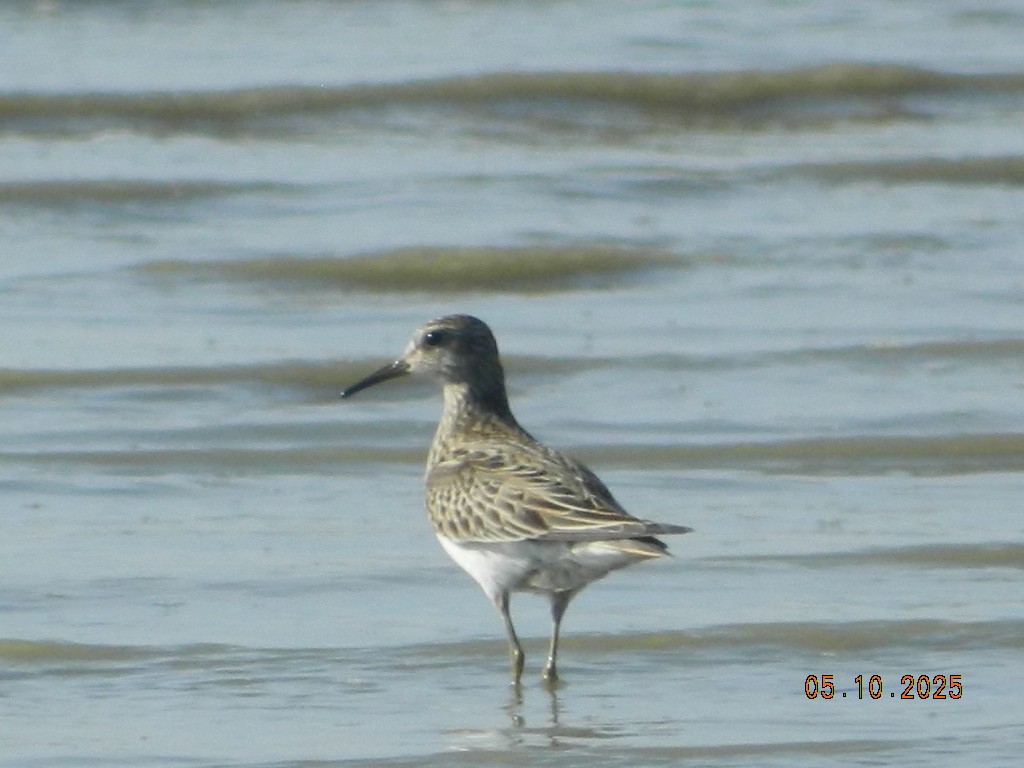 Pectoral Sandpiper - ML647120662