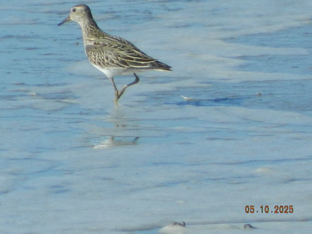 Pectoral Sandpiper - ML647120664
