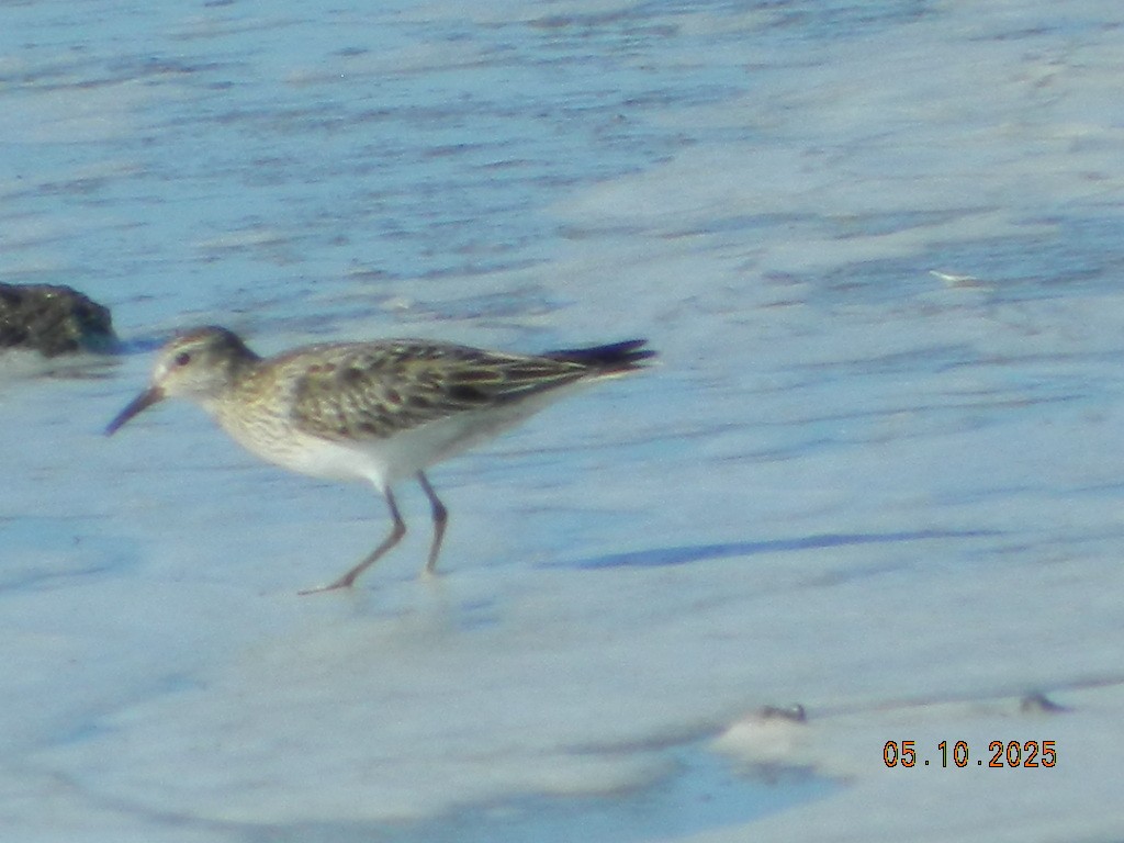 Pectoral Sandpiper - ML647120665