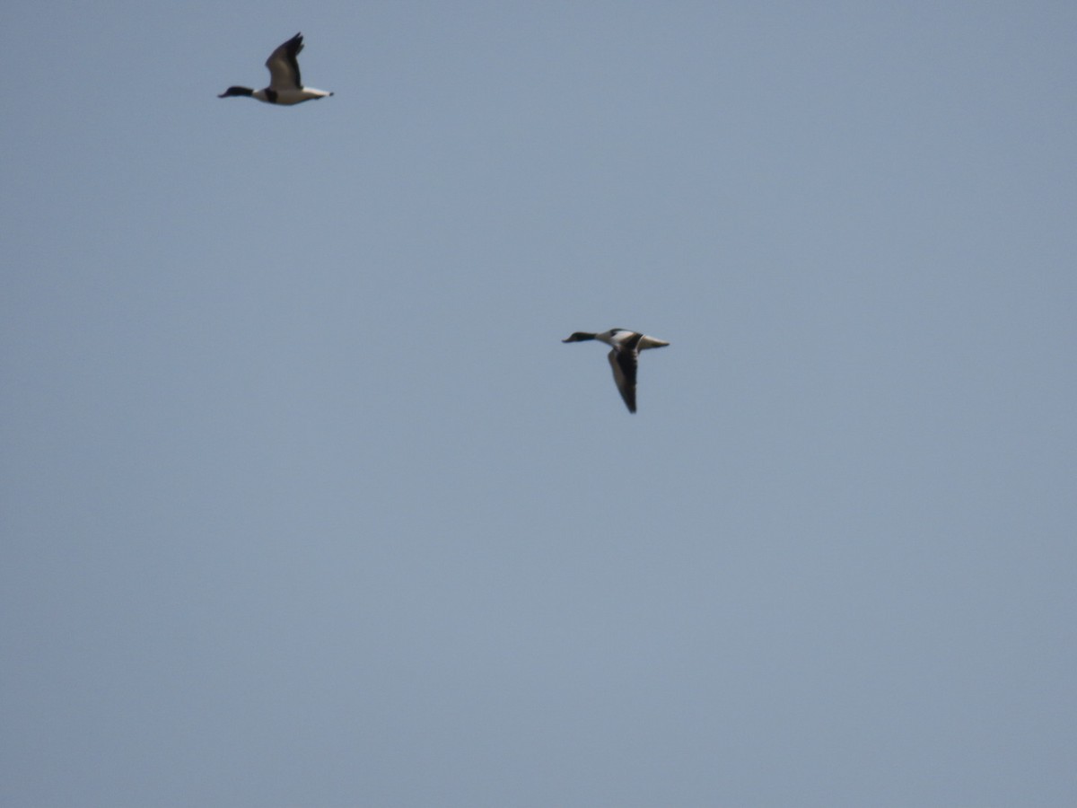 Common Shelduck - ML647120667