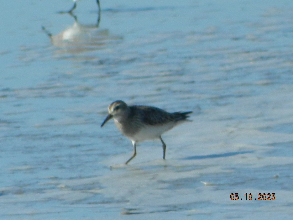 Pectoral Sandpiper - ML647120669
