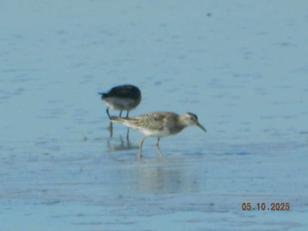 Pectoral Sandpiper - ML647120670
