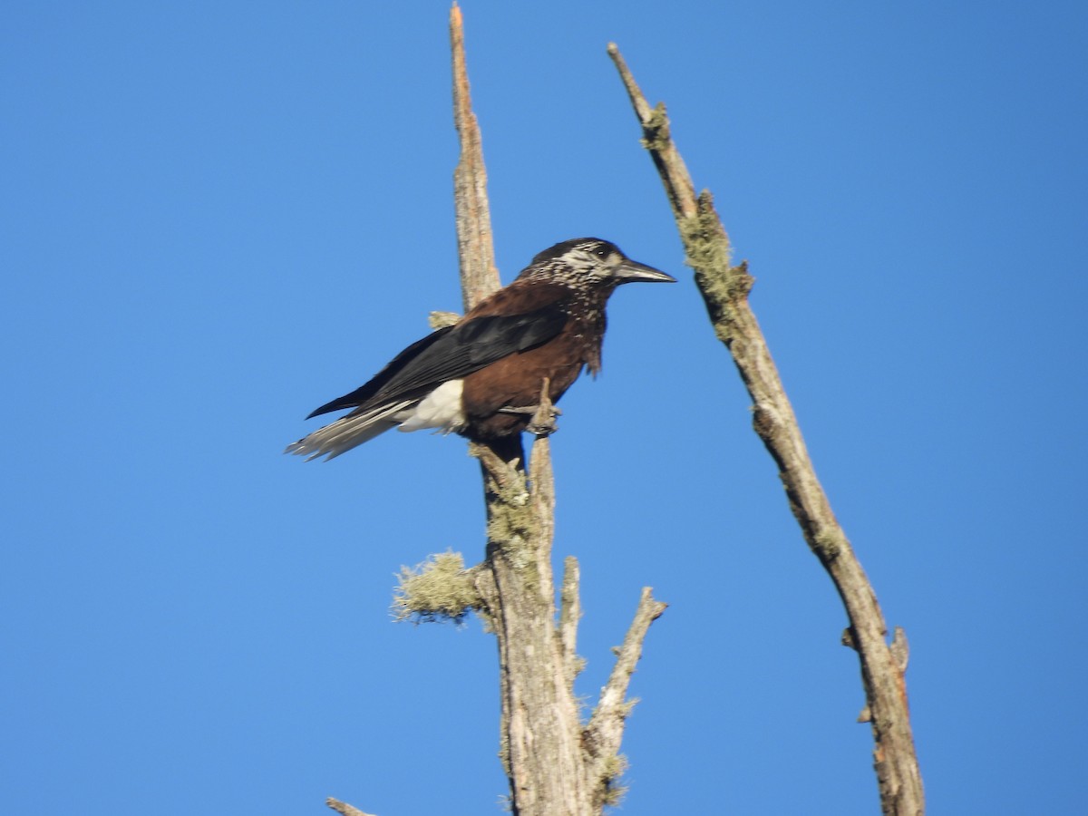 ミナミホシガラス - ML647120672