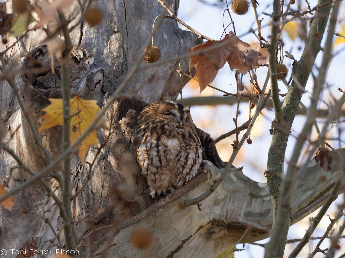 Waldkauz - ML647120673