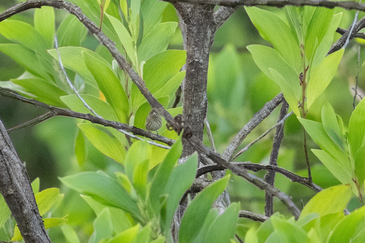 シコンヒワ - ML647120677