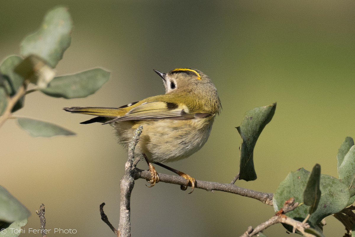 Wintergoldhähnchen - ML647120678