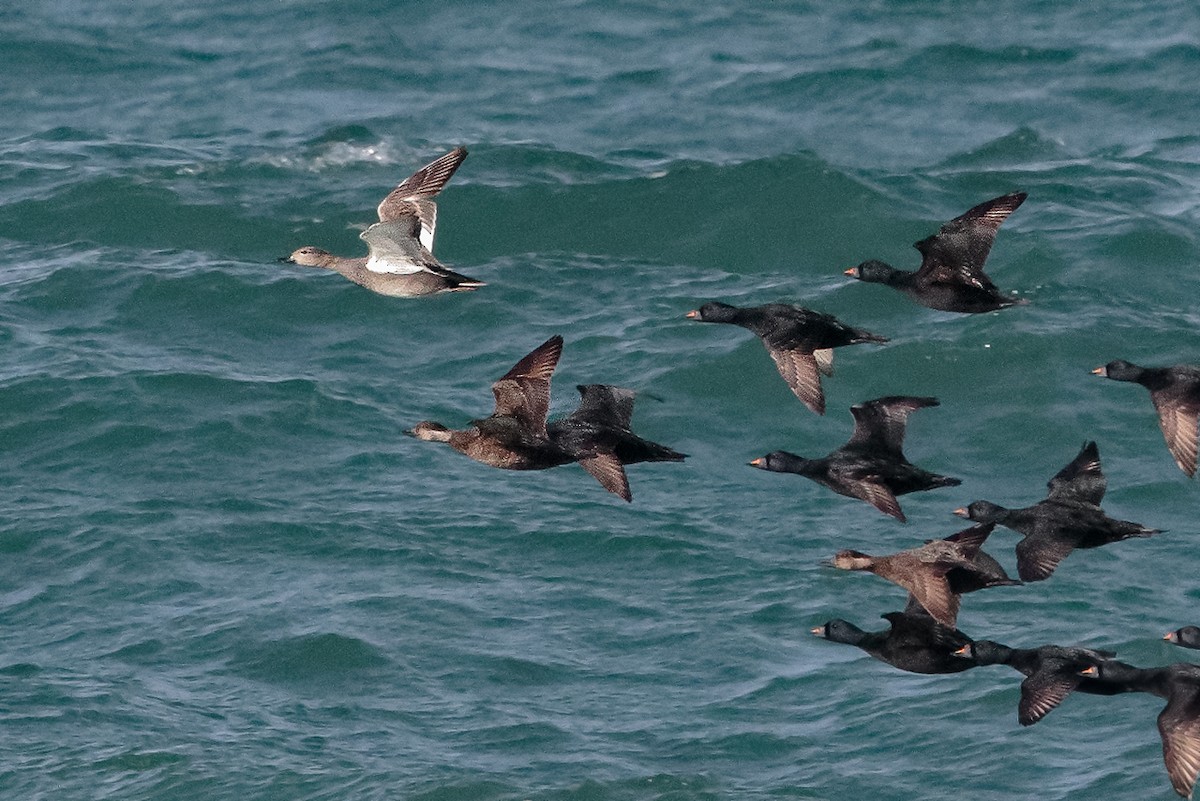 Серая утка - ML647120686