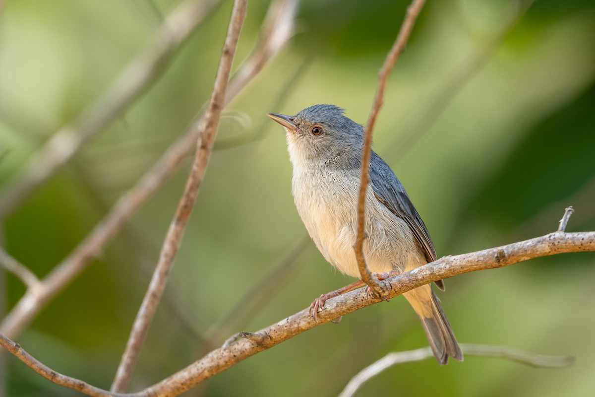 Bicolored Conebill - ML647120702