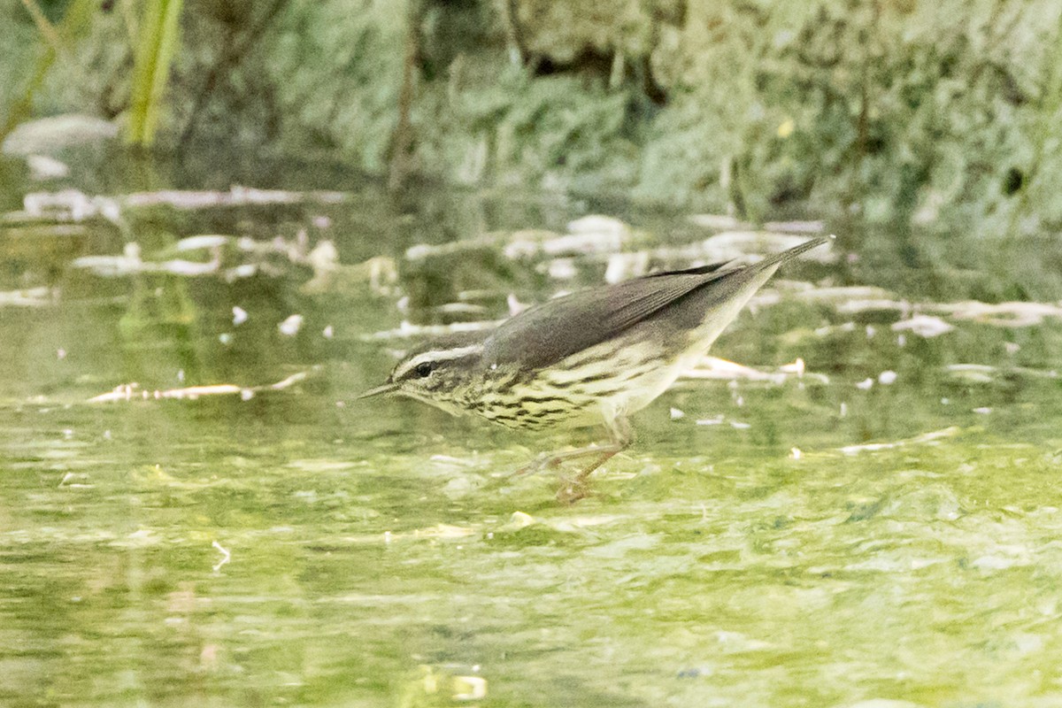 Речной певун - ML647120705