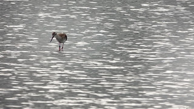 Kızılbacak - ML647120710