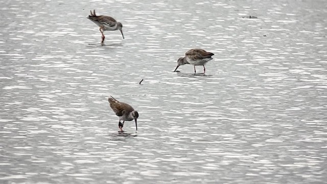 Kızılbacak - ML647120712