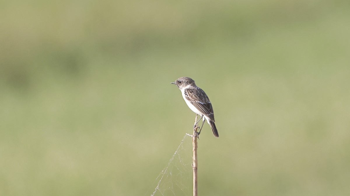 Siberian Stonechat - ML647120713