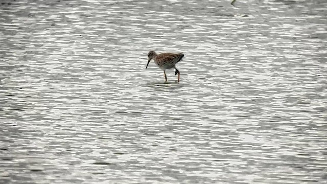 Коловодник звичайний - ML647120714