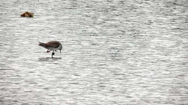 Kızılbacak - ML647120715