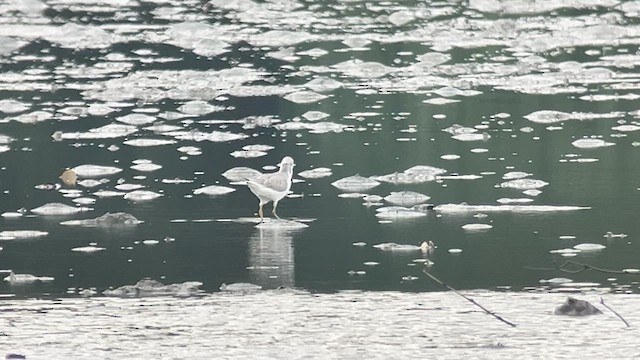 Коловодник охотський - ML647120718