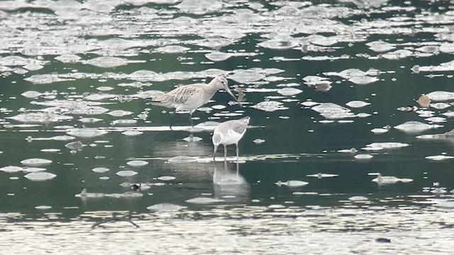 Benekli Yeşilbacak - ML647120719