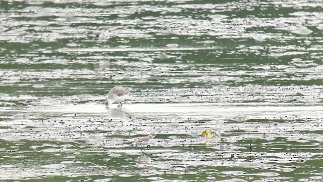 Benekli Yeşilbacak - ML647120720