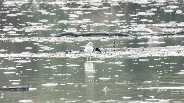 Benekli Yeşilbacak - ML647120721