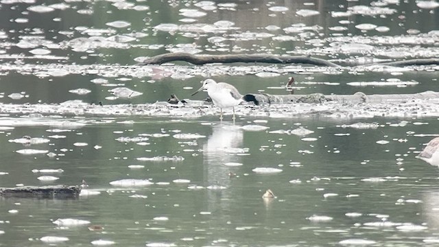 Benekli Yeşilbacak - ML647120722