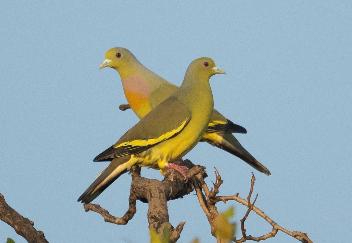 Orange-breasted Green-Pigeon - ML647120723