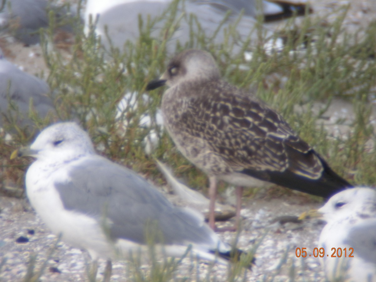 Lesser Black-backed Gull - ML647120724