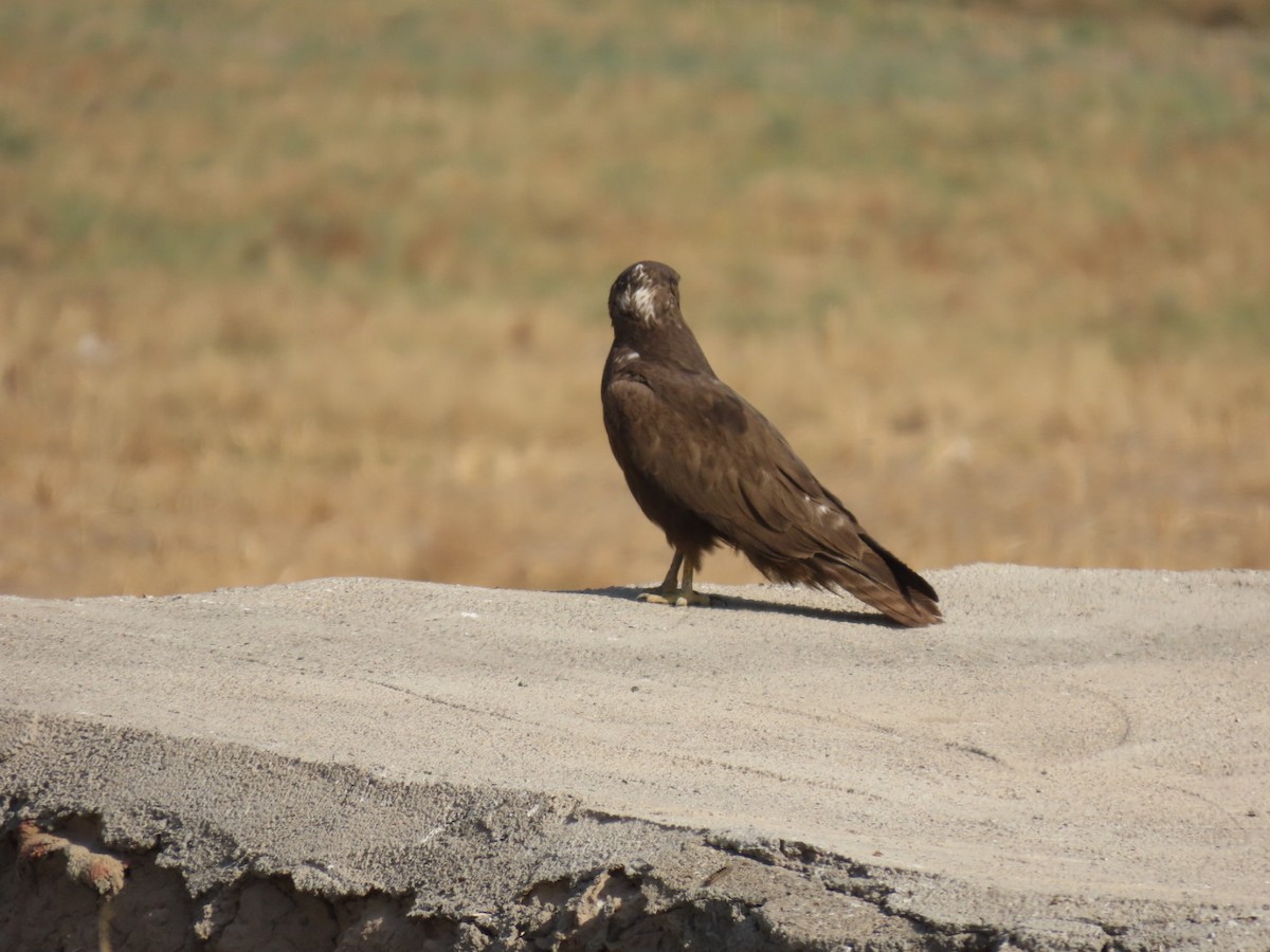 Kızıl Şahin - ML647120725