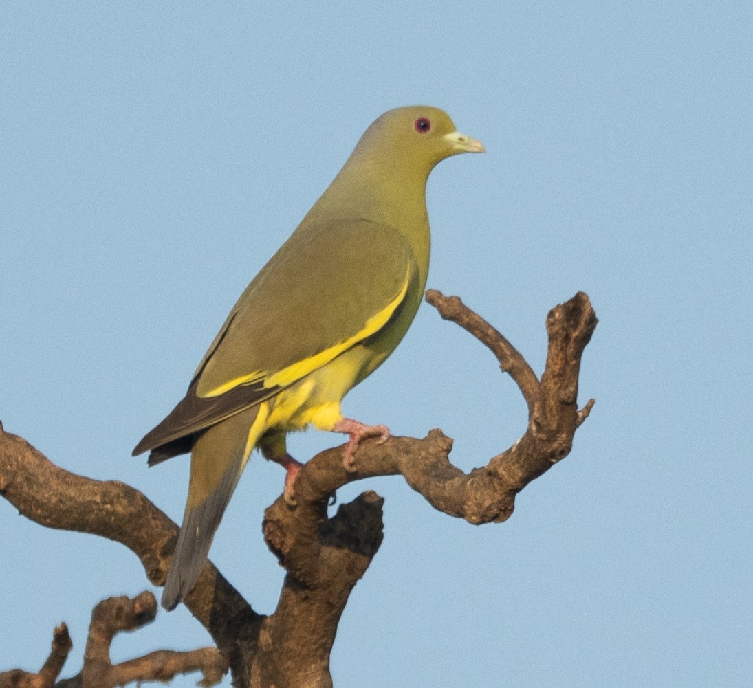 Orange-breasted Green-Pigeon - ML647120726