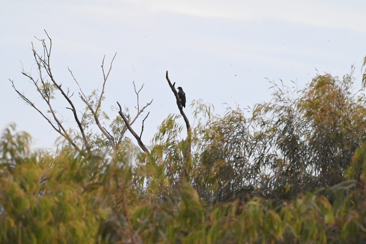 Black Goshawk - ML647120728