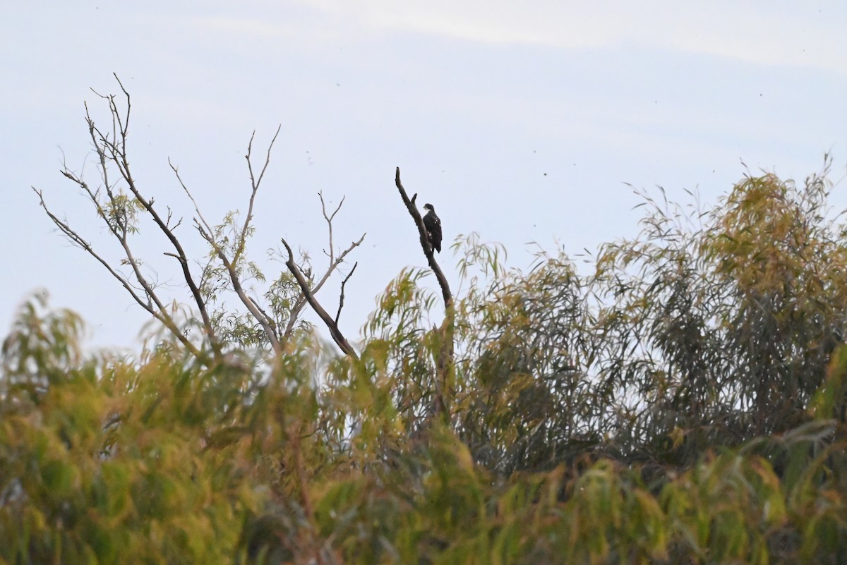 Black Goshawk - ML647120729
