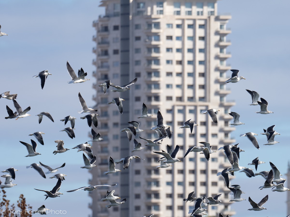 Lesser Black-backed Gull - ML647120730