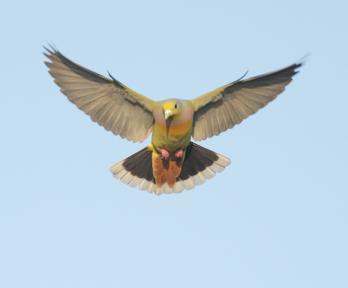 Orange-breasted Green-Pigeon - ML647120731