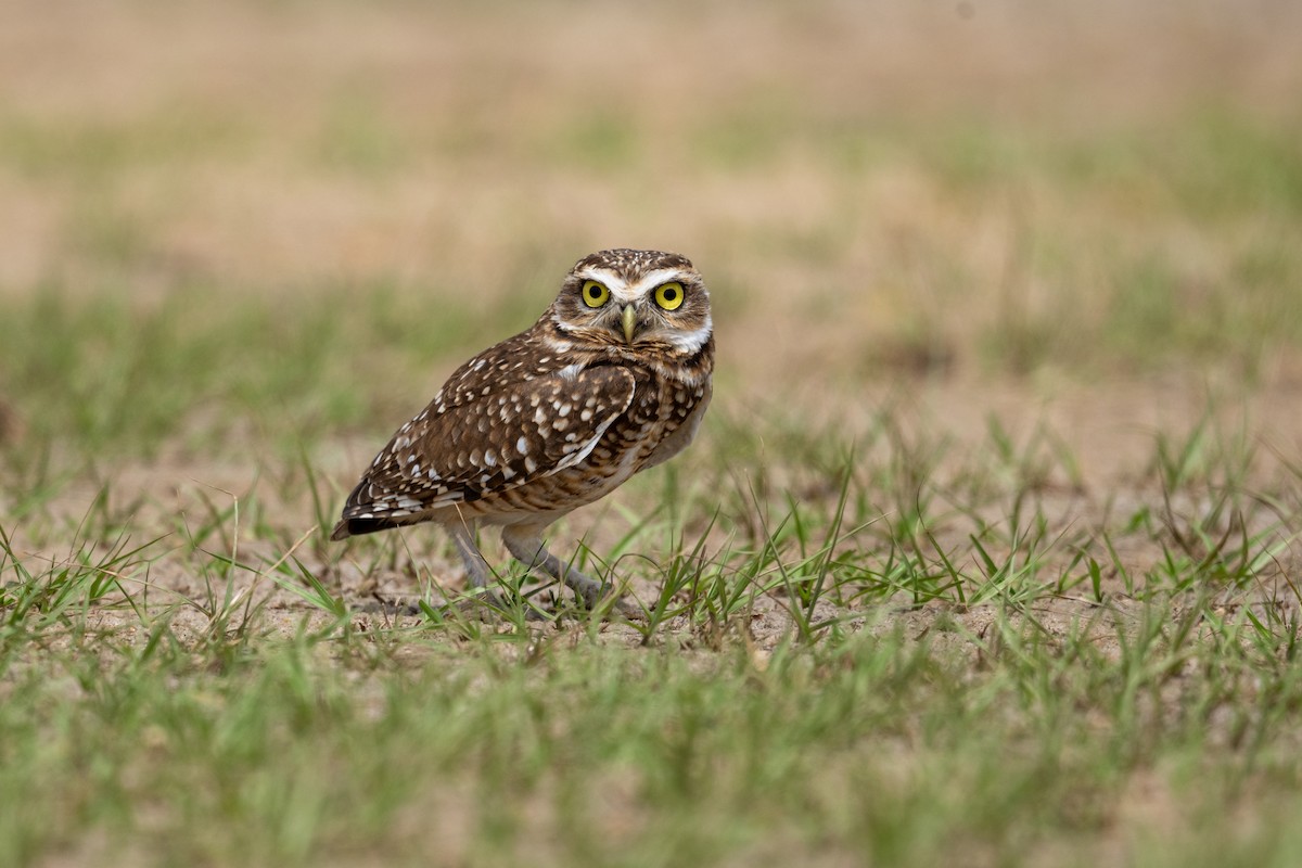 Yer Kukumavı - ML647120732