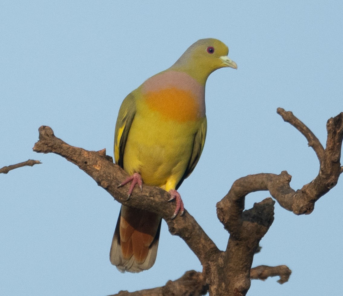 Turuncu Göğüslü Yeşil Güvercin - ML647120734