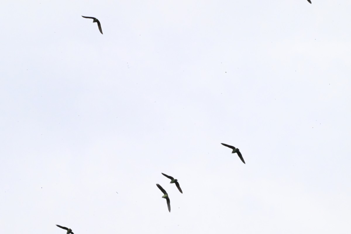 Kap Papağanı - ML647120736