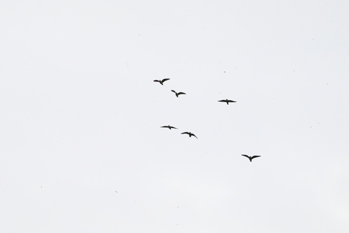 Kap Papağanı - ML647120737