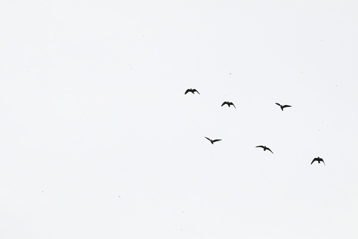 Kap Papağanı - ML647120738