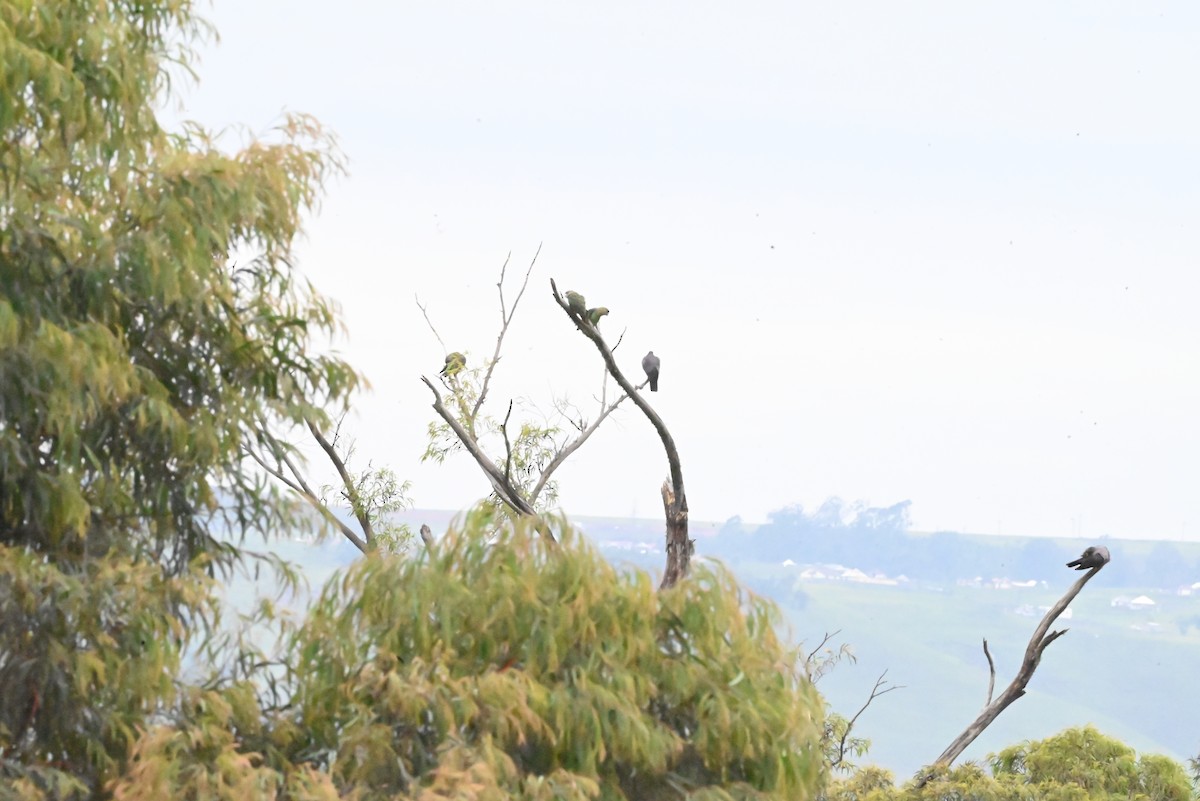 Kap Papağanı - ML647120739