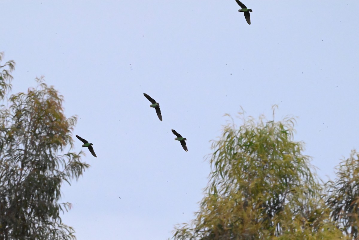 Kap Papağanı - ML647120740